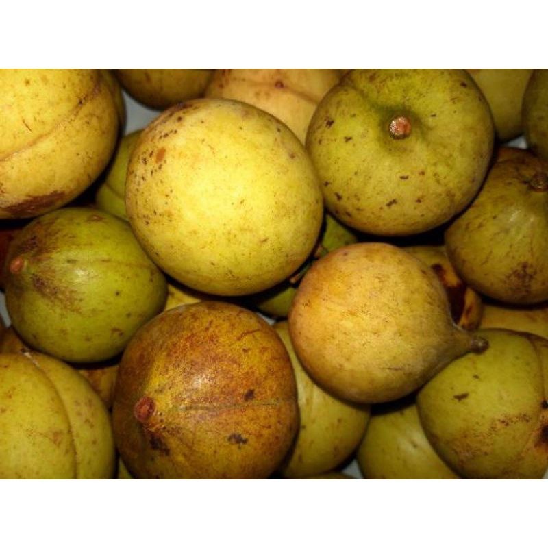 

Buah Pala Tua Muda Segar Fres 1 Kg