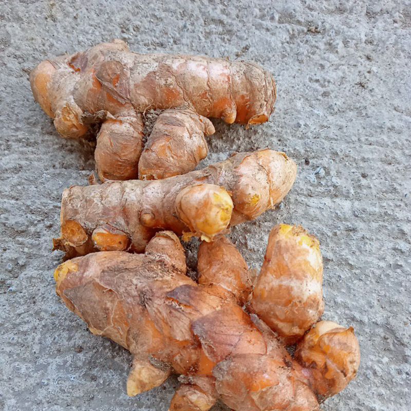 

kunyit segar besar 250gr