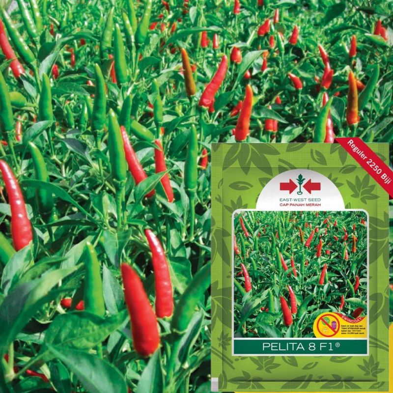 benih cabe rawit pelita kemasan ekonomis