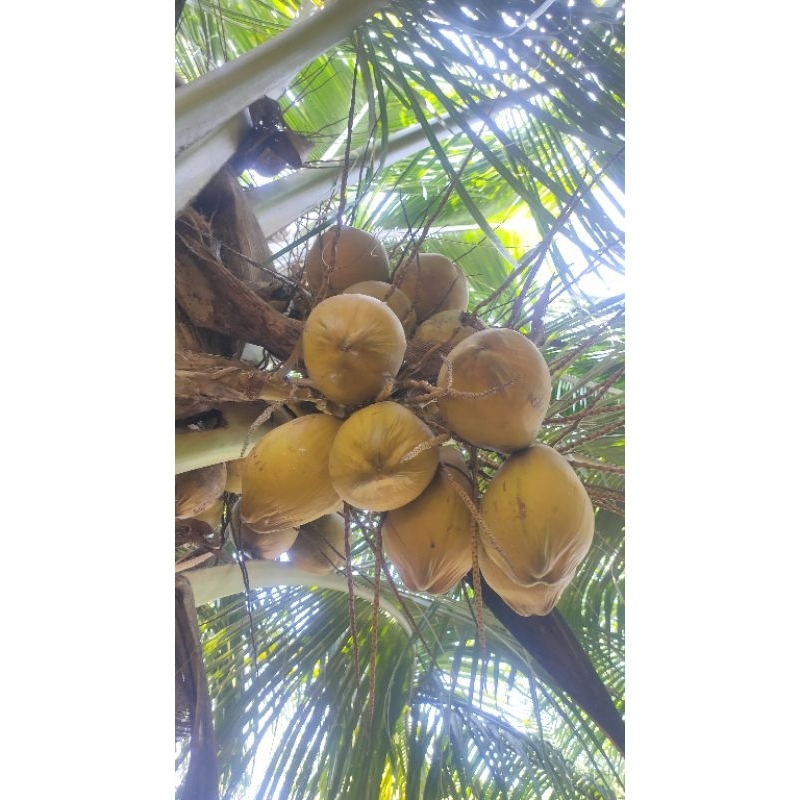 

Kelapa kopyor