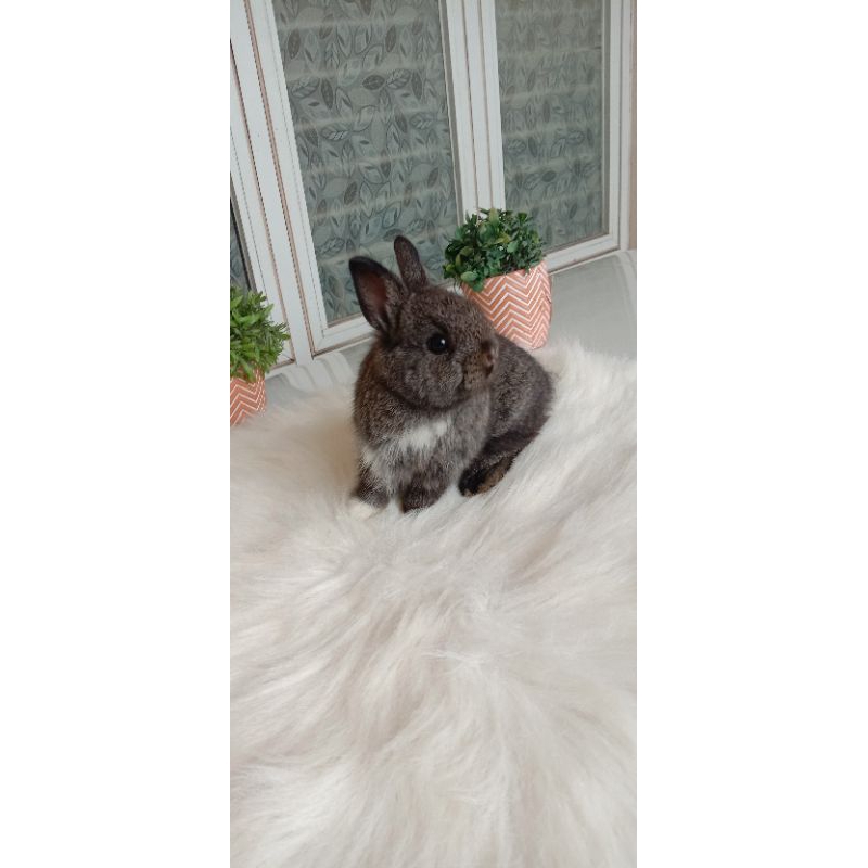 KELINCI NETHERLAND DWARF ND NEDERLAN DWARF NETHERLAND DAF 1