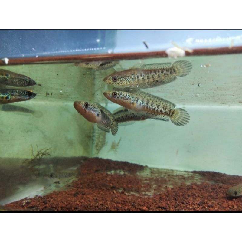 auranti CB india 8-10cm