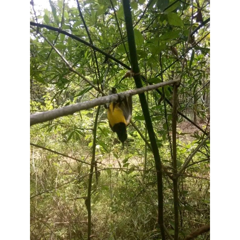 Pulut Burung Getah Bendo Super Lengket