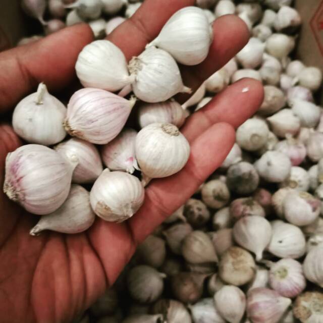 

Bawang Tunggal 250gr(1/4kg)/Bawang Putih Tunggal/Bawang Lanang/Fresh Super 250gr