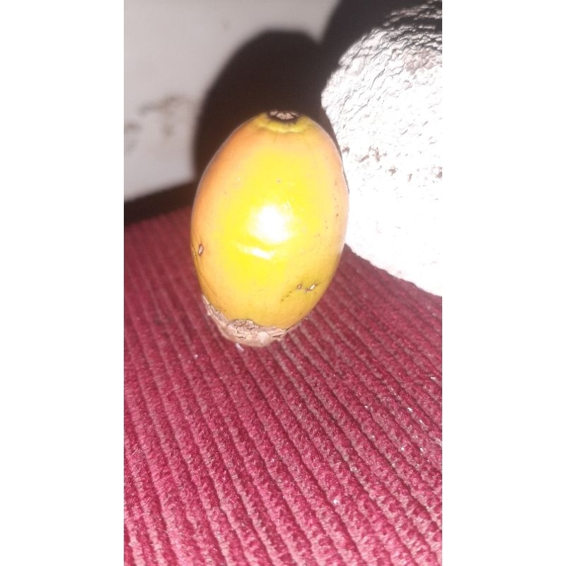 

buah jambe tua/pinang tua, cocok buat obat ayam dan ramuan kesehatan, repack 1kg