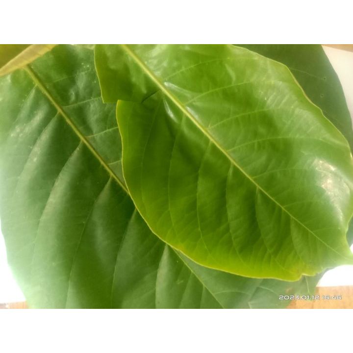 

Daun Ketapang Segar 1 kg Baru Petik