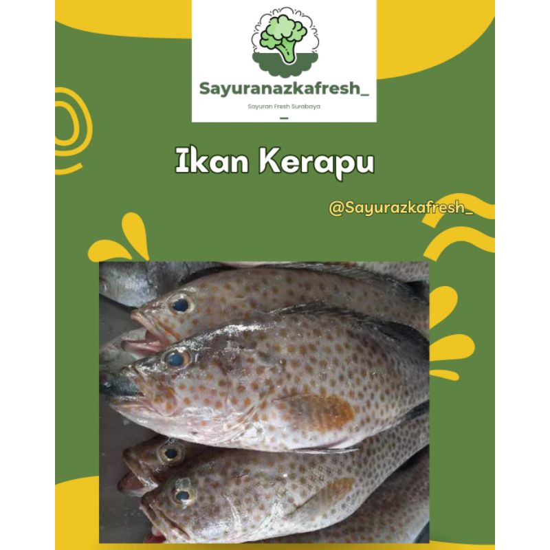 

ikan Kerapu [±1Kg]