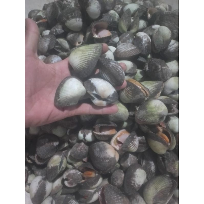 

kerang bulu hidup live 1kg