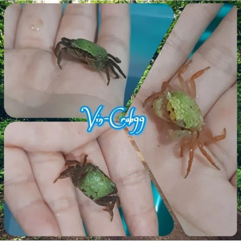 

Kepiting Tawar Mini (Green, White, Orange, & Brown Batik Crab)