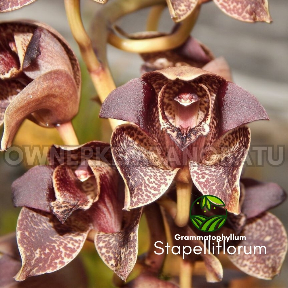 Anggrek Gramma STAPELIIFLORUM Kondisi Remaja Grammatophyllum Anggrek Tebu Anggrek Macan