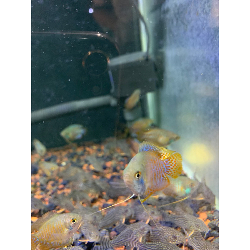 

IKAN SEPAT Lalis (Mini Gurami)