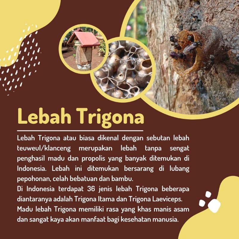 

Madu Weul Trigona Madu Klanceng 100 gram