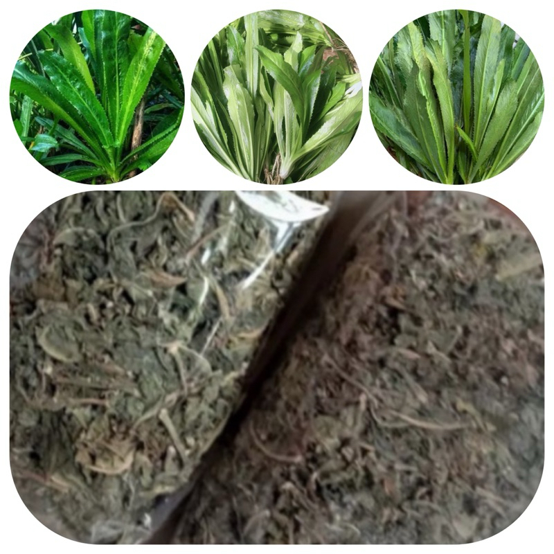 

Daun walang sangit kering natural-az