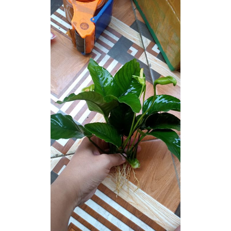 anubias Nana jumbo size XXL tanaman aquascape
