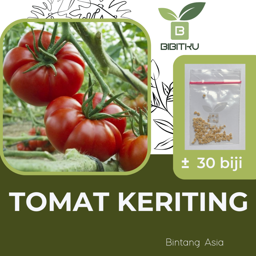 Benih Tomat Keriting Mawar Bintang Asia