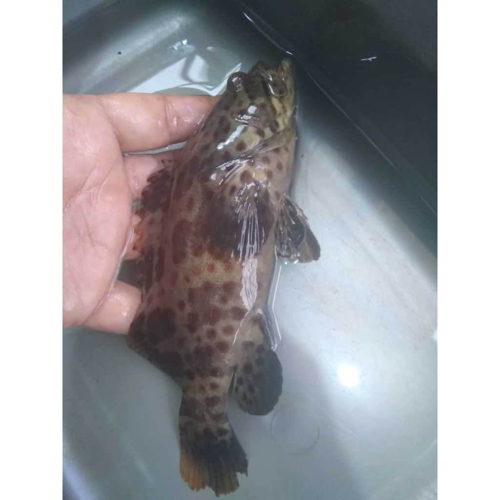 Kerapu LUMPUR - Mud Grouper
