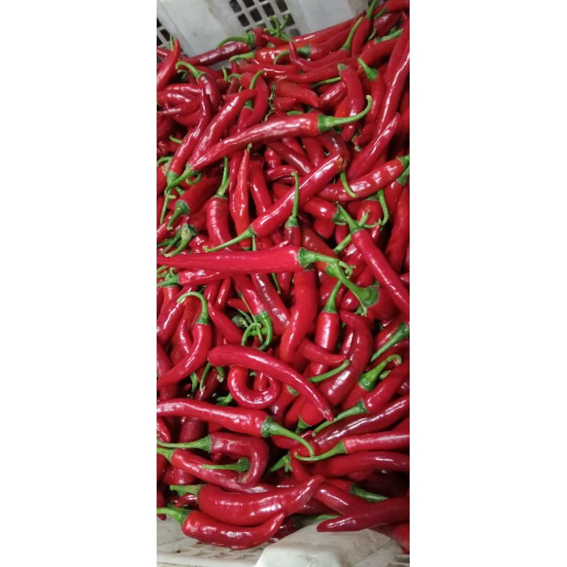 

cabe merah besar 100 gr, 250 gr