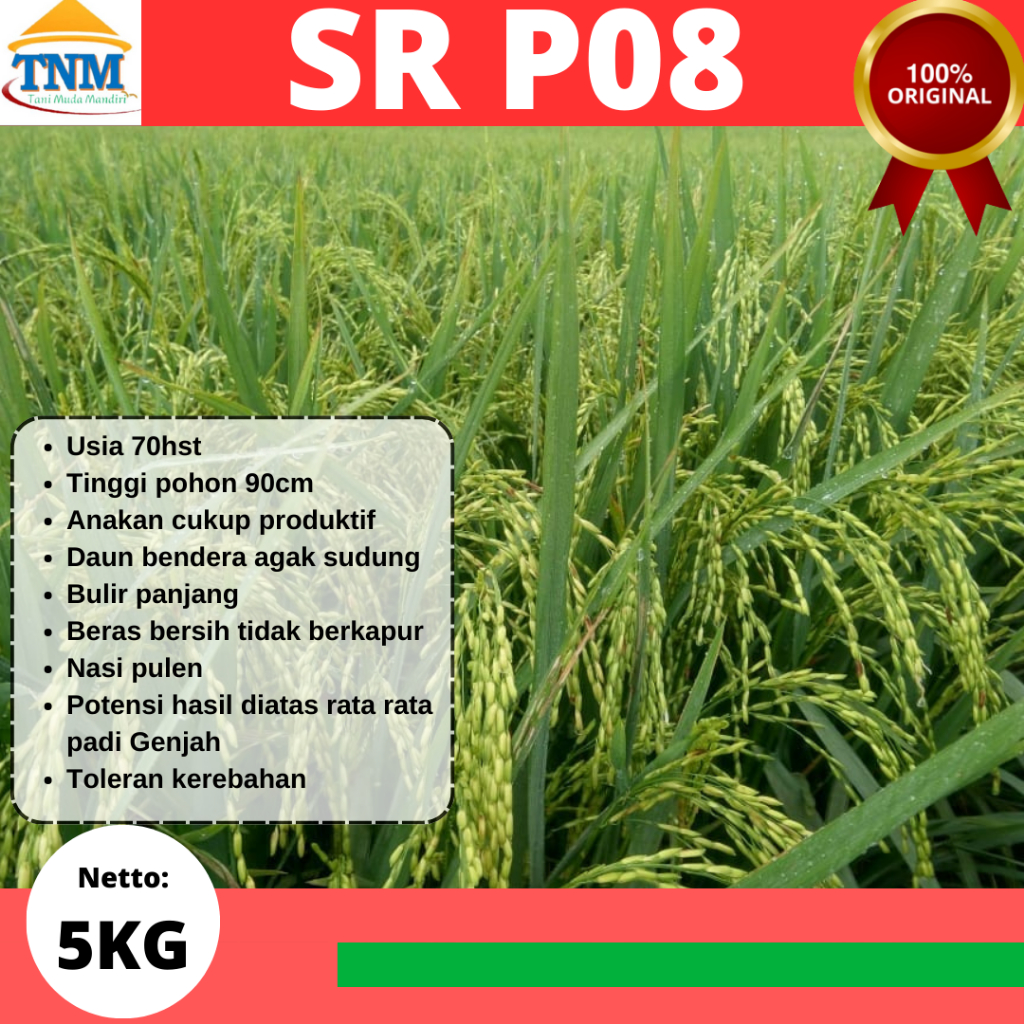 Biji Padi Unggul Genjah  SRP08/SR P08 Kemasan 5KG P08 UG