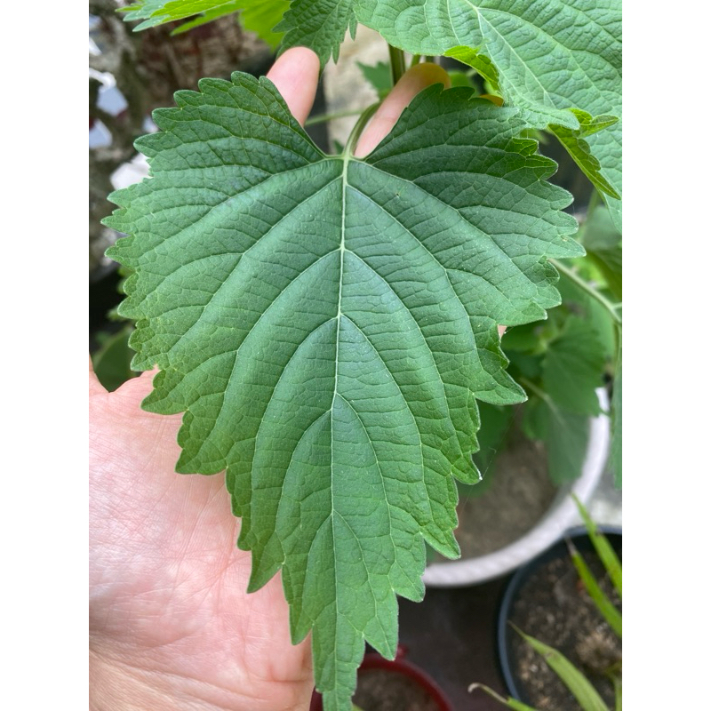 

Daun Matcho 5 lembar