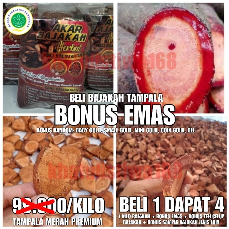 BAJAKAH TAMPALA MERAH SUPER (Jika Palsu Uang Kembali) ASLI KALIMANTAN KAYU AKAR BAJAKAH OBAT KANKER