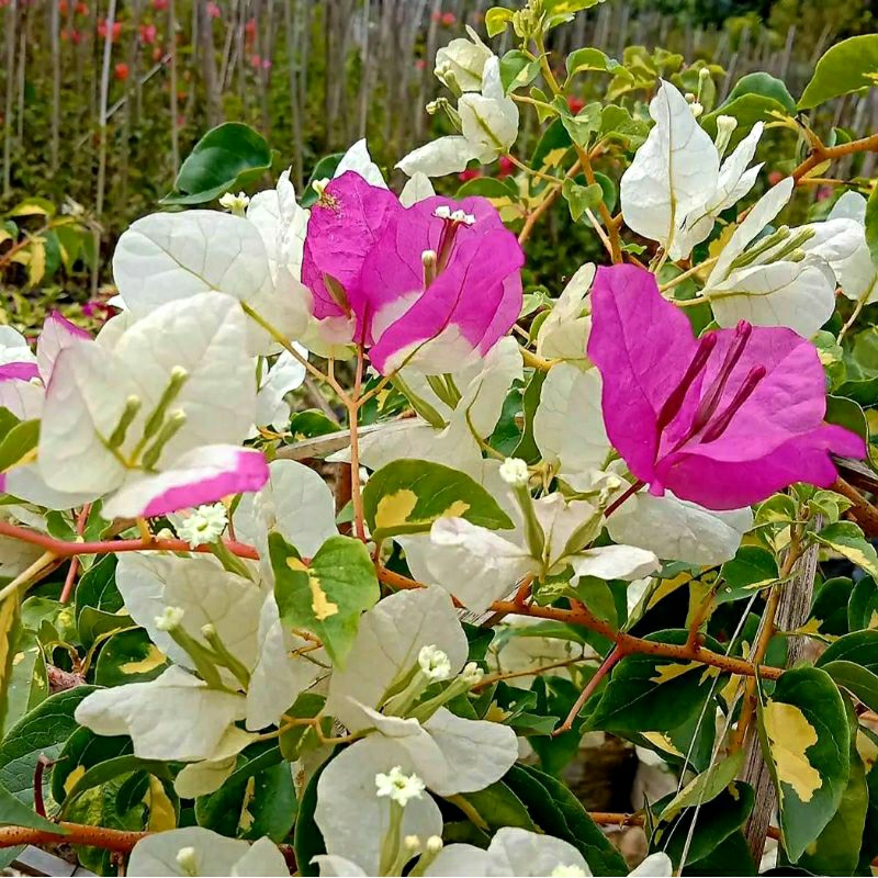 Bougenville Coconut Ice Cream Bunga kertas Hias