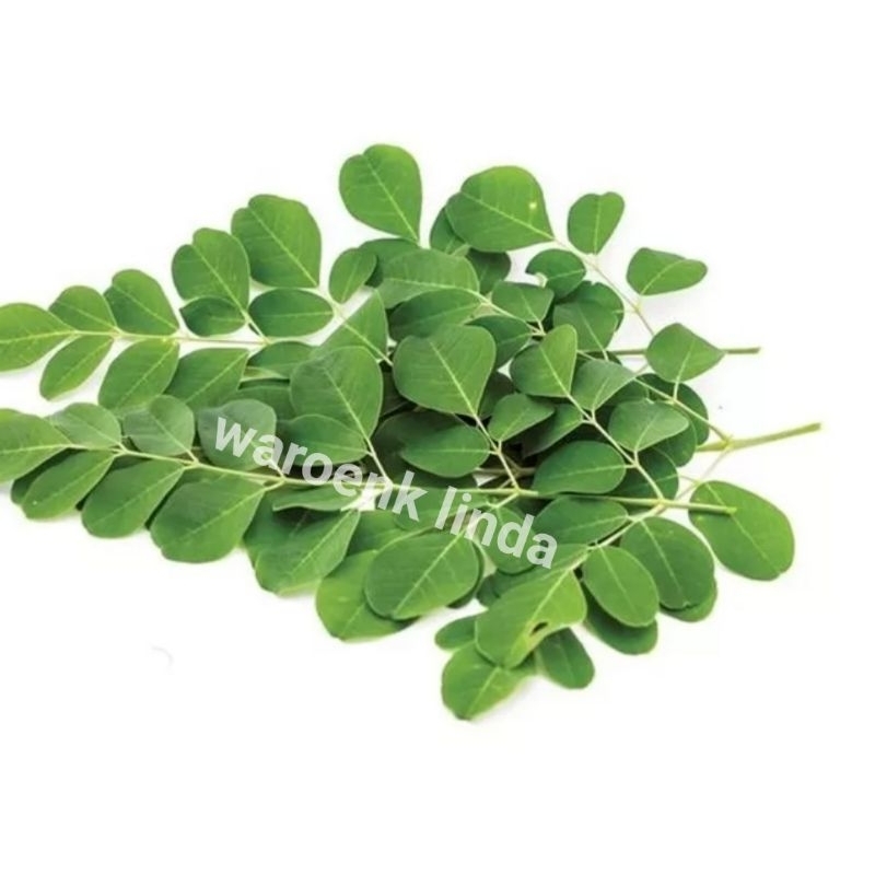 

DAUN KELOR SEGAR 200gram / moringa leaves Petik Langsung dari Pohon PROMO READY SETIAP HARI - HERBAL BERKHASIAT