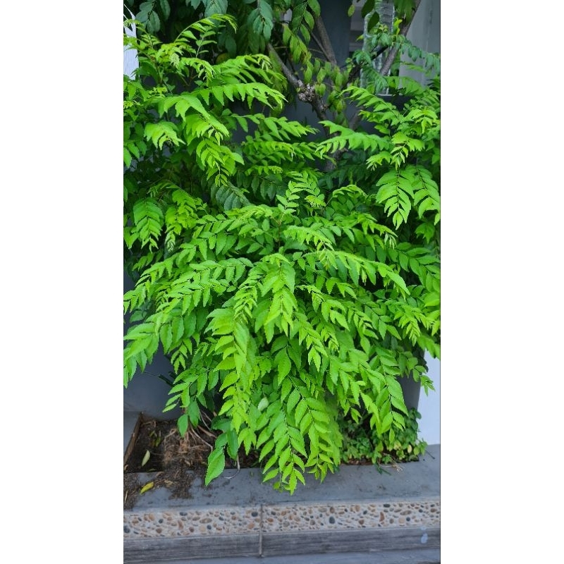 

Daun kari segar 20gr/ Daun salam koja