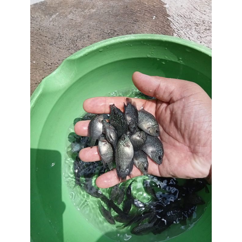 burayak lohan srd 2jari