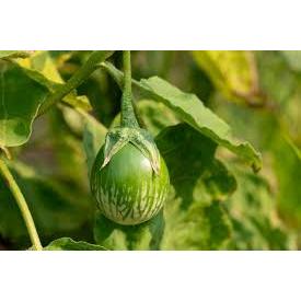 BIBIT TERONG LALAPAN