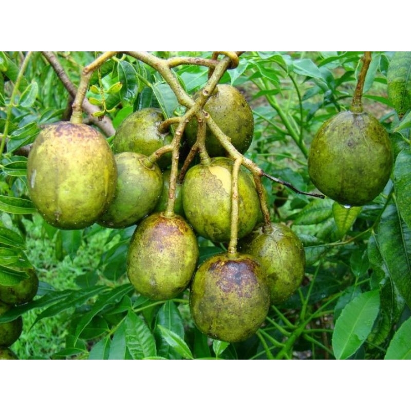 

buah kedondong 1kg rujak