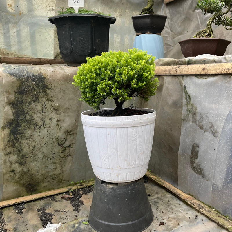 Bonsai cemara emas + pot gentong besar