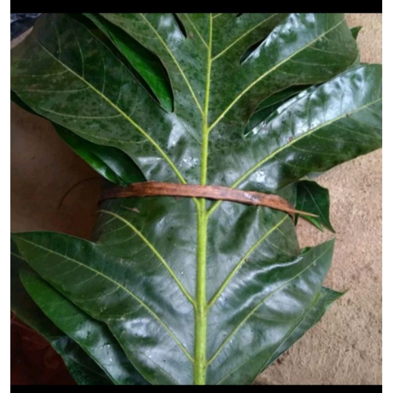 

Daun sukun hijau 250gr