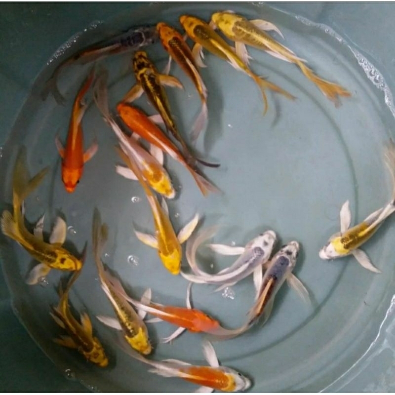TERLARISpaket 10 plus 1 bonus koi metalik slayer kumpai size 4-6 cm