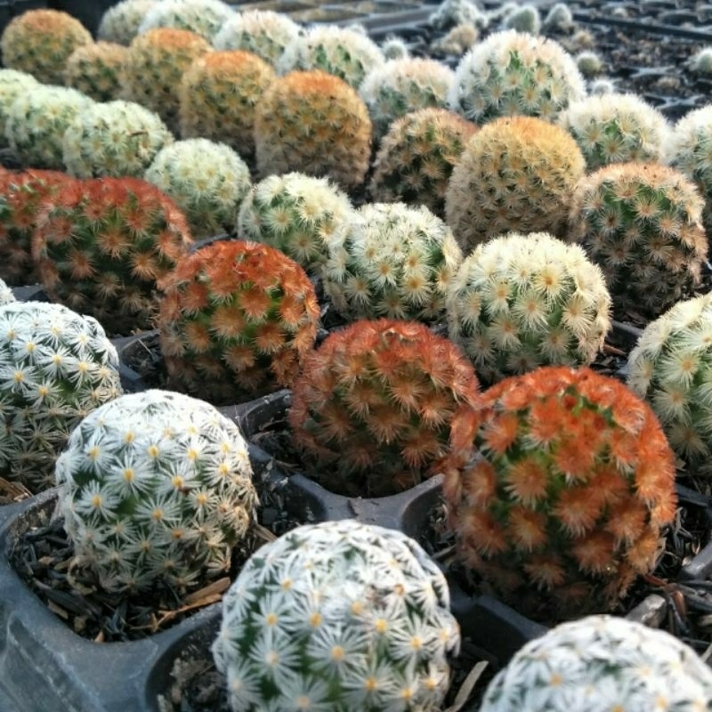 kaktus mamilaria carmenae/kaktus murah/kaktus sultan