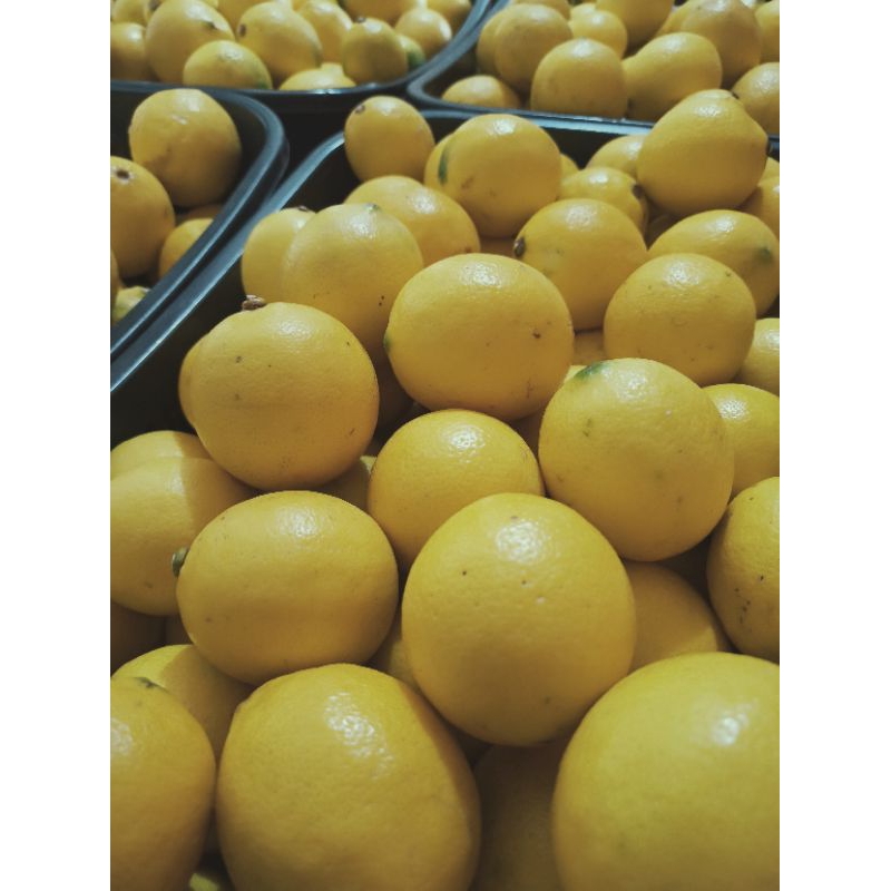 

Buah Lemon California fresh 1kg