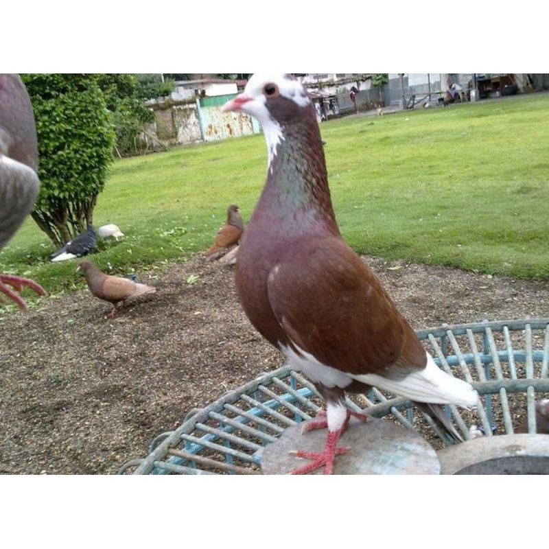 burung dara sepasang giring keket