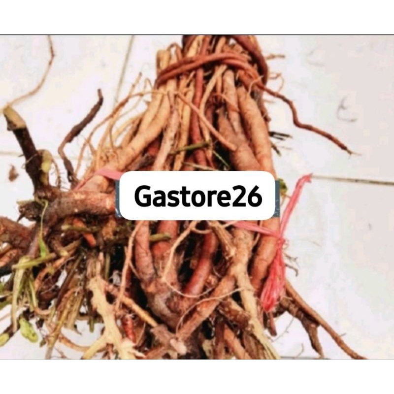 

Akar putri malu fresh 250gr