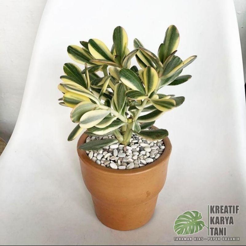 Tanaman hias jade plant varigata - Jade plant variegata