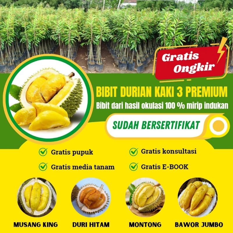BIBIT DURIAN MONTONG - BIBIT DURIAN MUSANGKING - BIBIT DURIAN BAWOR JUMBO