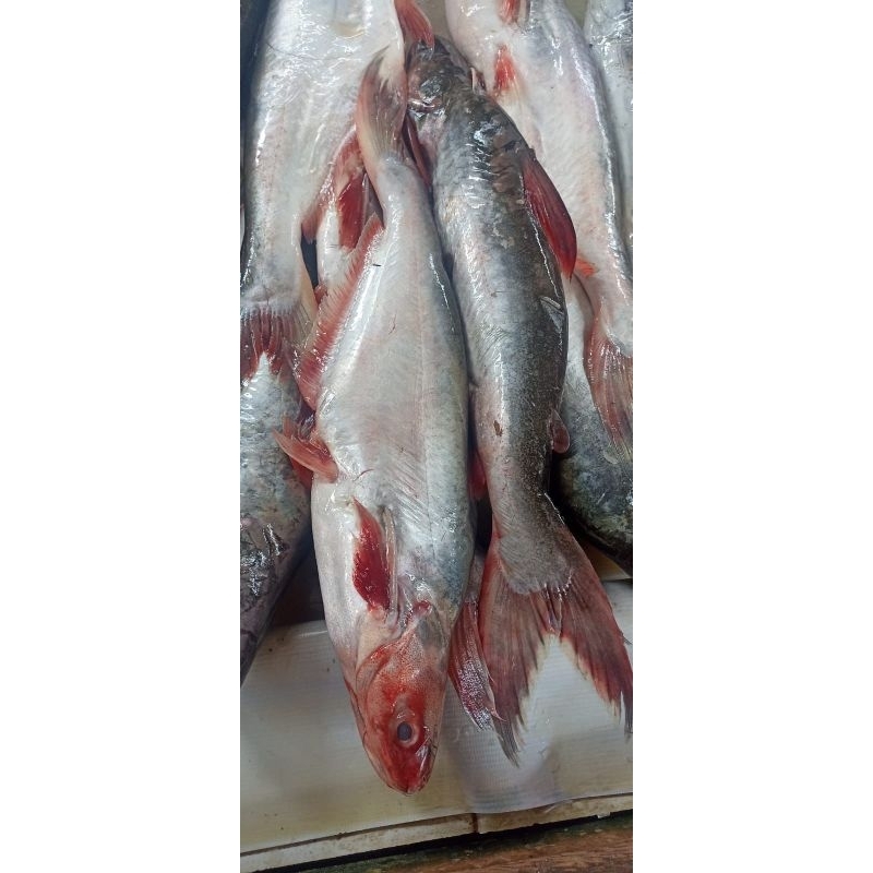 

Ikan Patin Segar