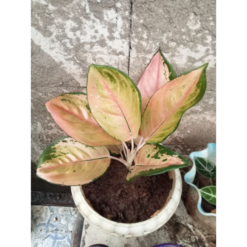 Aglonema Sultan BRUNEI remaja dewasa 5-7 daun