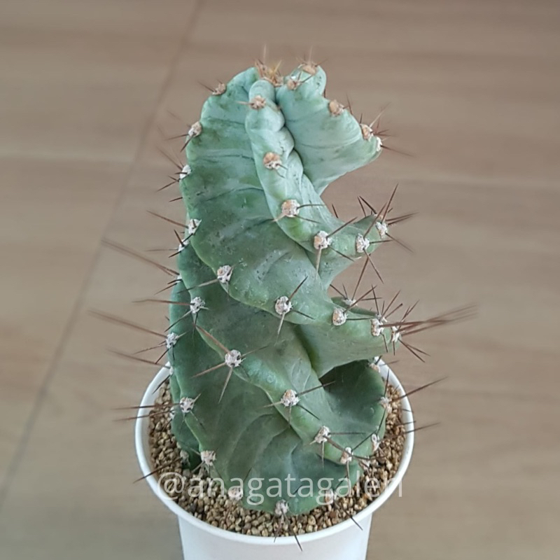 Cereus Forbesii Spiralis S | Kaktus Gymno Euphorbia