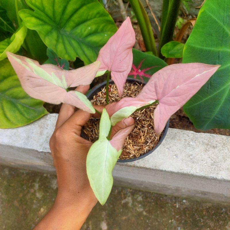 TANAMAN HIAS SYNGONIUM PINK SALMON