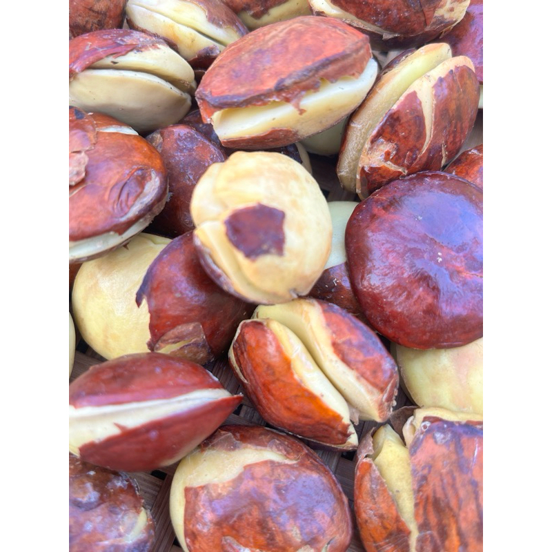 

Jengkol Tua Super Enak per 250 gr