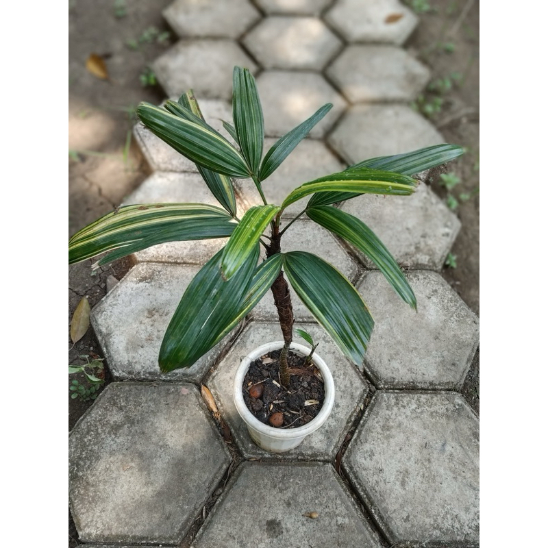 Palm waregu variegata