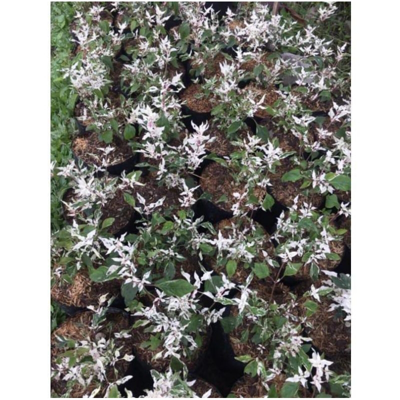 tanaman hias bunga anting Putri salju tanaman hias bahan bonsai