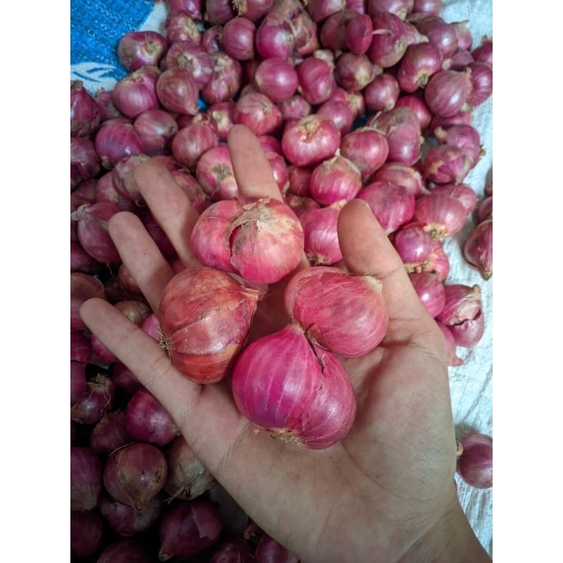 

Bawang merah