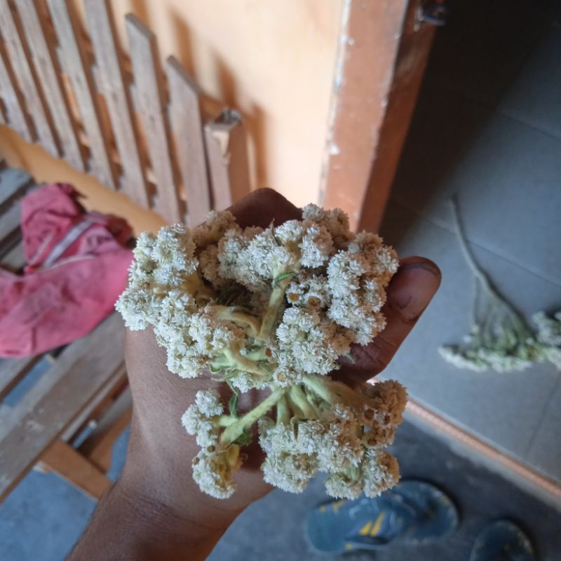 bunga edelweiss/bunga abadi