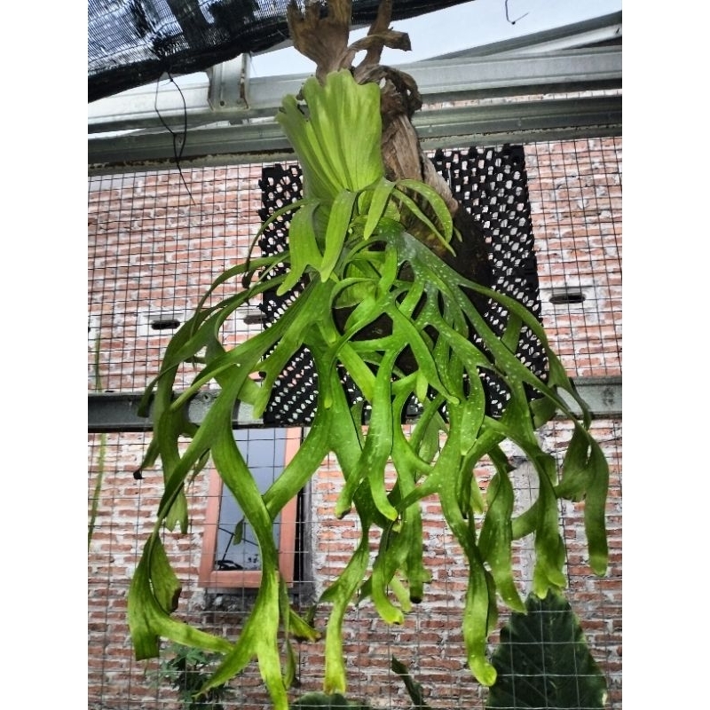 platycerium Coronarium