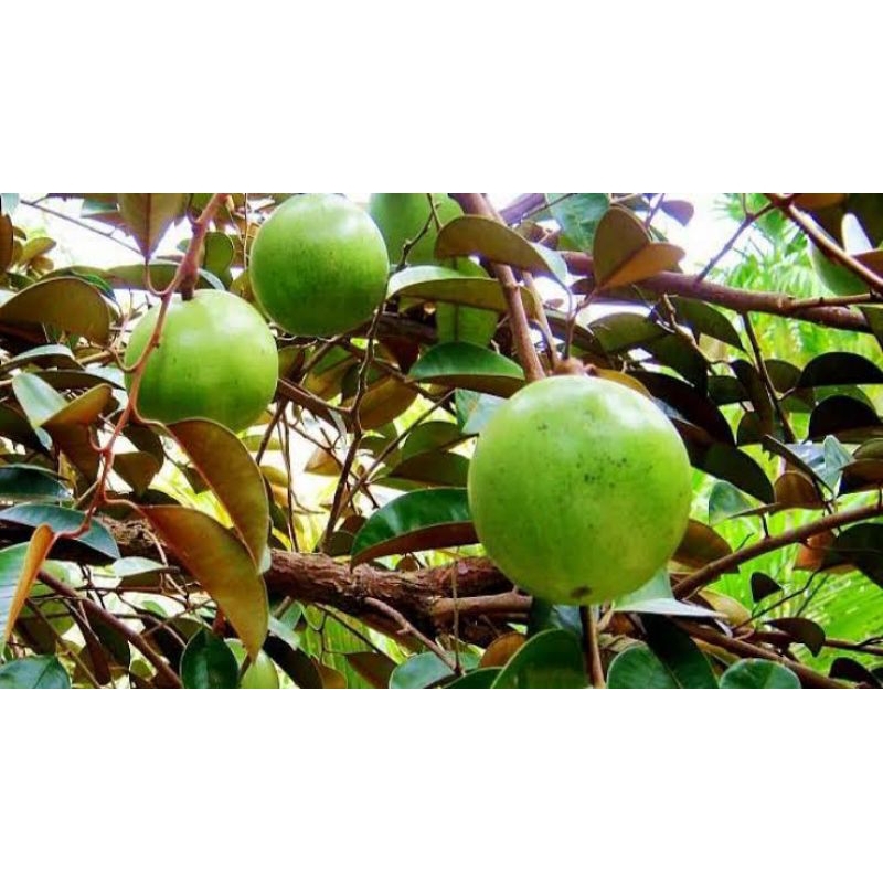 bibit kenitu hijau | kenitu hijau | sawo manilo hijau | sudah okulasi | cepat berbuah